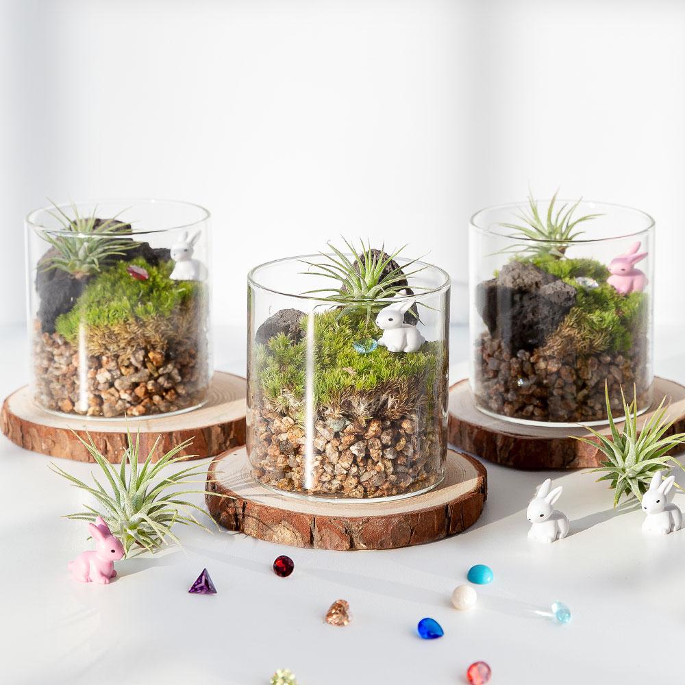 [선물하기 단독/카드] 키우기 쉬운 반려식물 "심다숲 새해 토끼 탄생석 테라리움" 화분