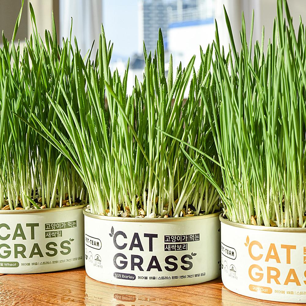 펫팀 캣그라스 고양이풀 3종 고양이 귀리 보리 밀