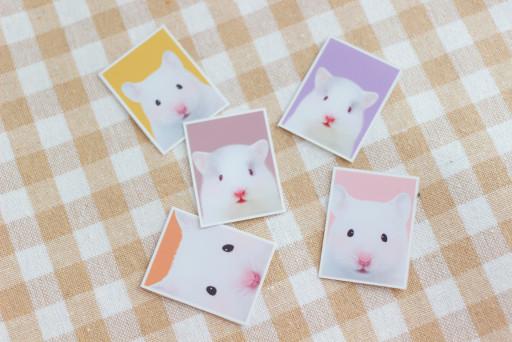 🐹햄스터 증명사진🐹