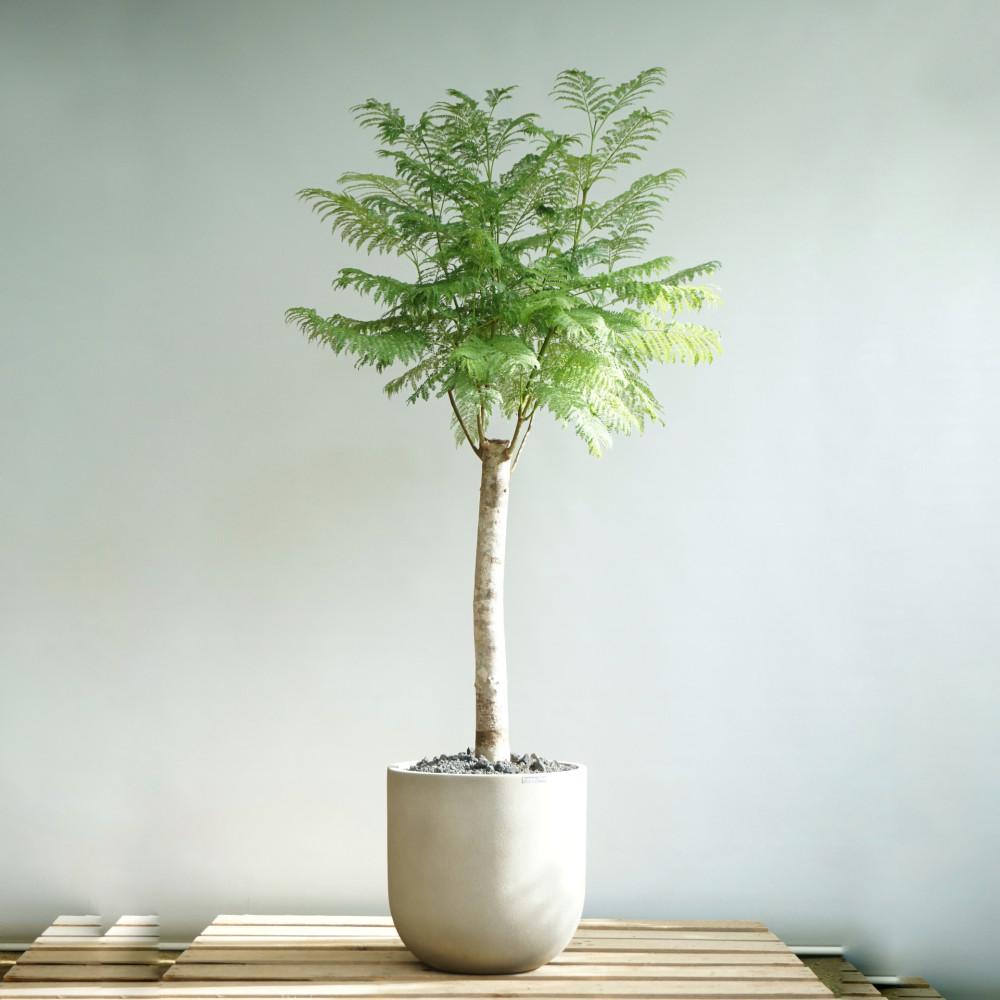 대형 자카란다 빈티지웜그레이 폴리스톤라운드화분 고급 카페 호텔 베란다 인테리어식물 꽃피는나무 개업화분