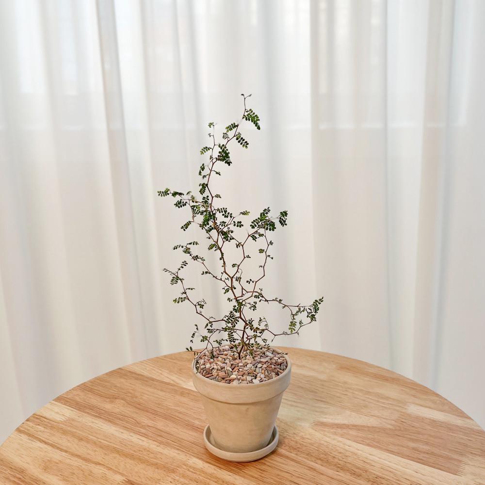 마오리소포라 감성 카페 인테리어 반려 식물 키우기 이태리 독일 토분