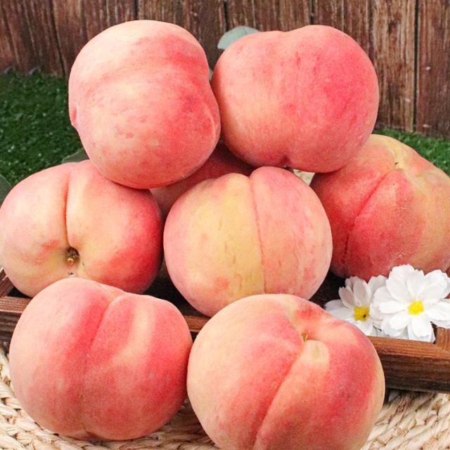 ★전국최저가도전★ 선녀백도 딱딱이 (4kg) 아삭한 식감과 달콤한 과즙! 파격특가!!