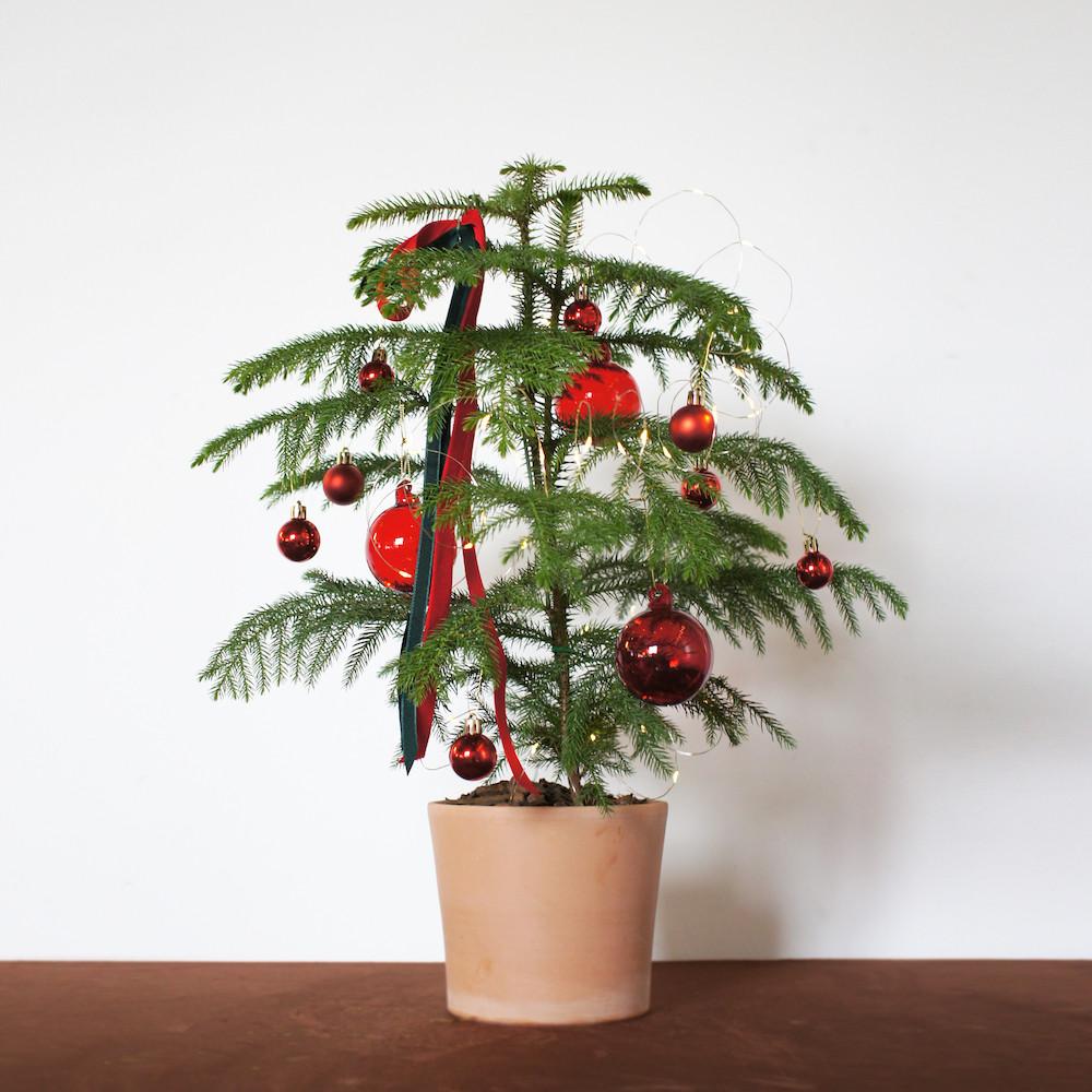 크리스마스 아라우카리아 트리 나무 꾸미기 오너먼트 전구 장식 실내 겨울 인테리어 화분