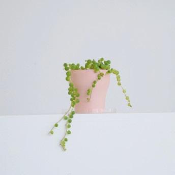 [식물세트] 콩란+필리로에 64 크림핑크