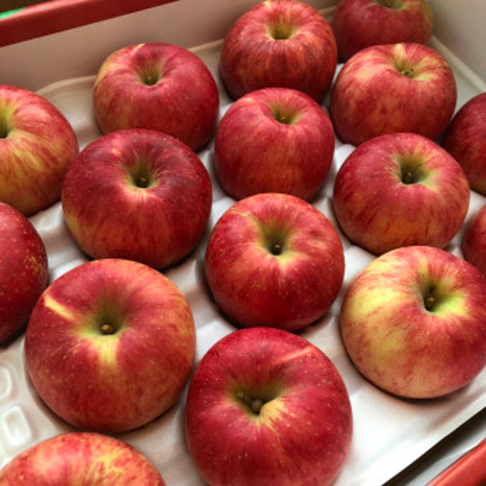 꿀사과 부사 시나노골드 청송사과 양광 홍로 미시마 후브락스 미얀마 [원산지:국산(경상북도 청송군) 등]