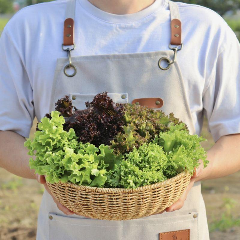 [GAP인증 무농약] 유러피안 샐러드 1kg 유럽 상추 유럽샐러드 친환경 수경재배 당일 출고