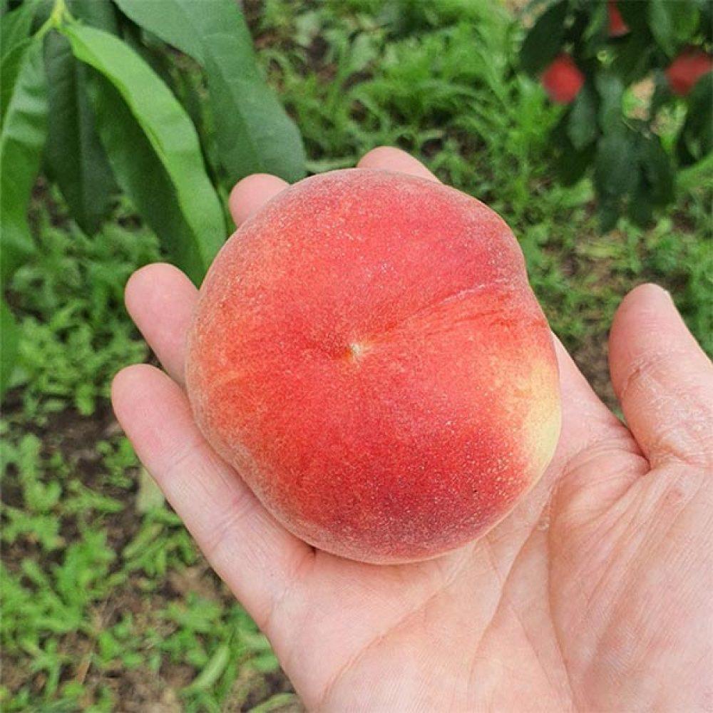 [롯데백화점]국내산 대극천 납작복숭아 1kg (10과내외)
