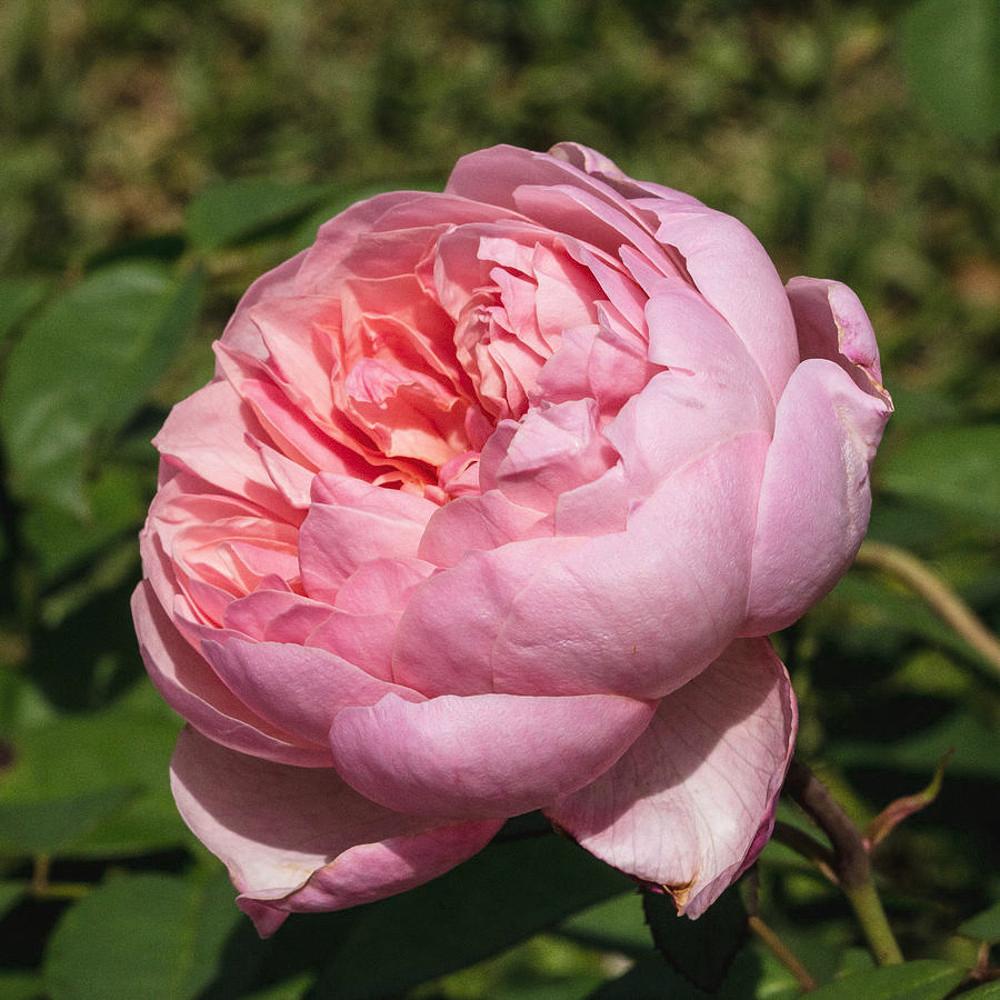 영국장미/디 엘런윅 로즈(The Alnwick Rose)/데이비드오스틴장미(David Austin Rose)/관목