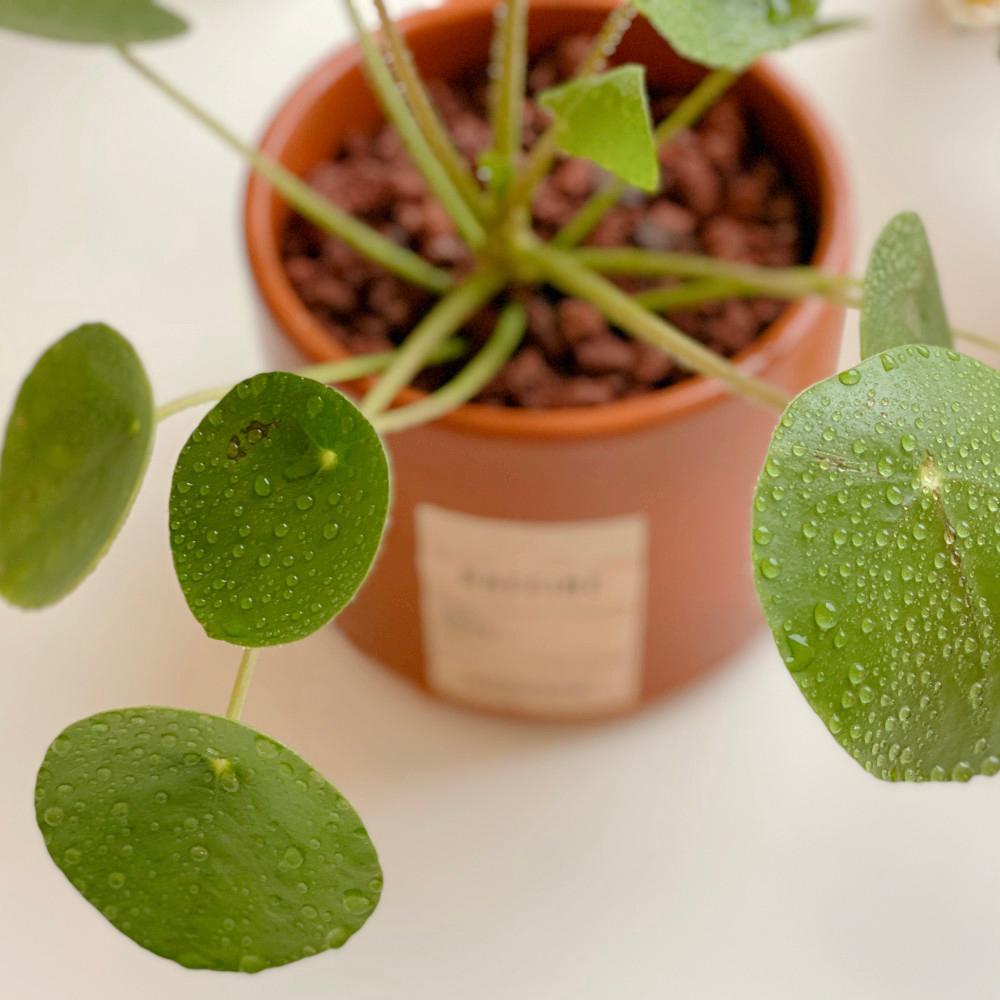 금전운 식물 물방울 필레아 페페 외목대 선물 화분