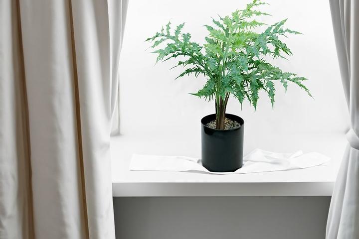 고사리 나무 63cm