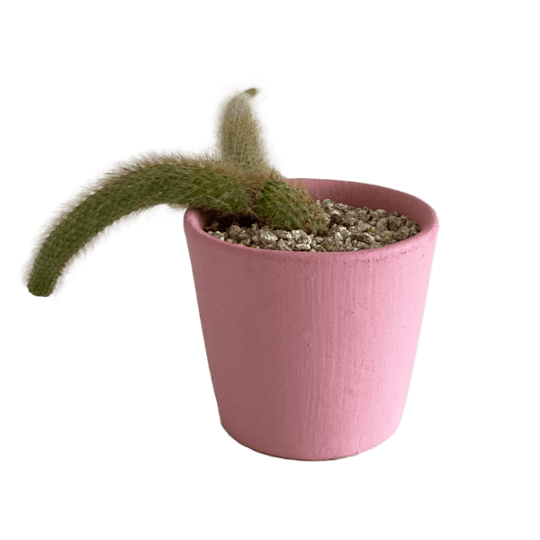 pink원숭이꼬리선인장 3