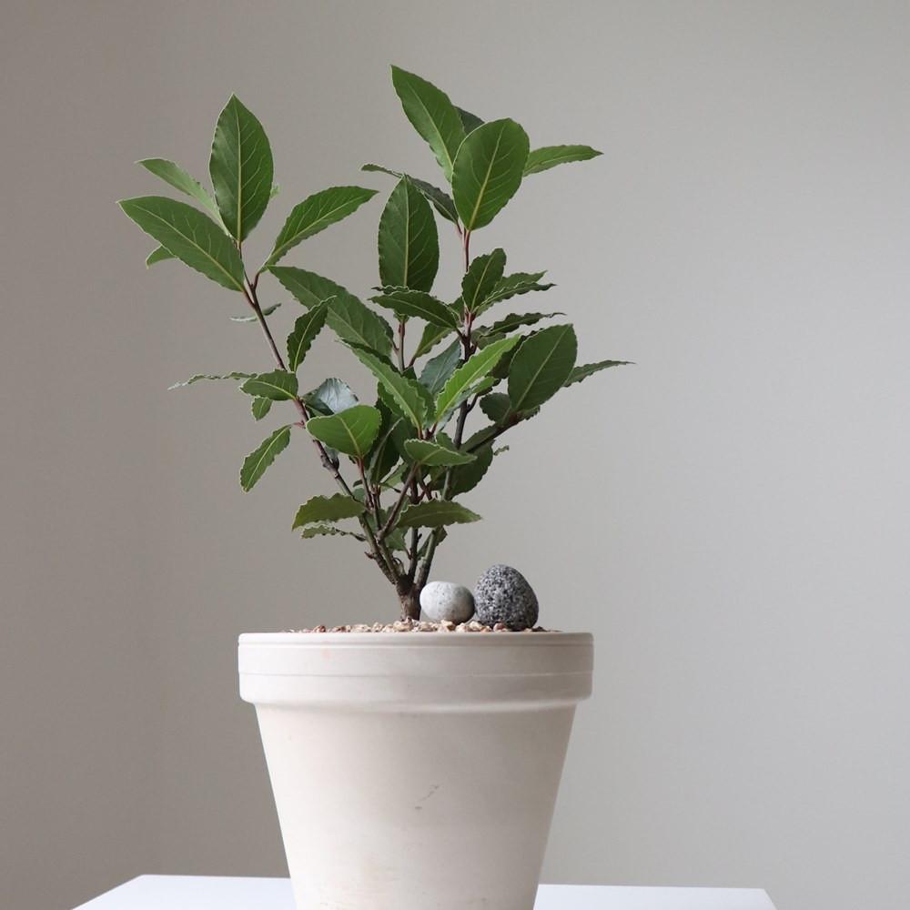 월계수나무 소형 키우기 이태리 토분 관엽식물