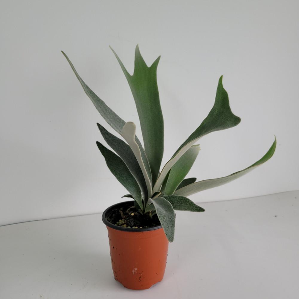 집들이선물 박쥐란 베이취 베이치 공기정화 행잉 인테리어 식물