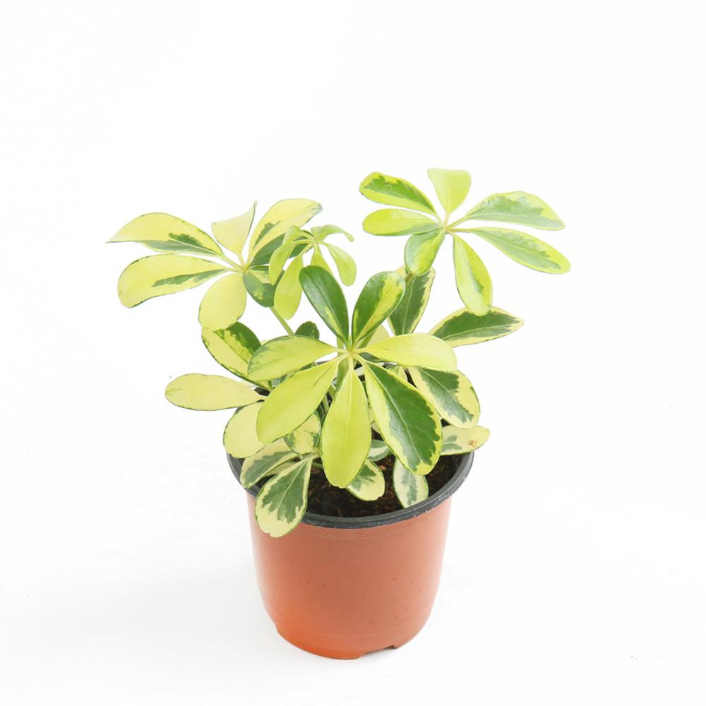 갑조네 칼라홍콩야자 무늬홍콩야자 실내공기정화식물 인테리어