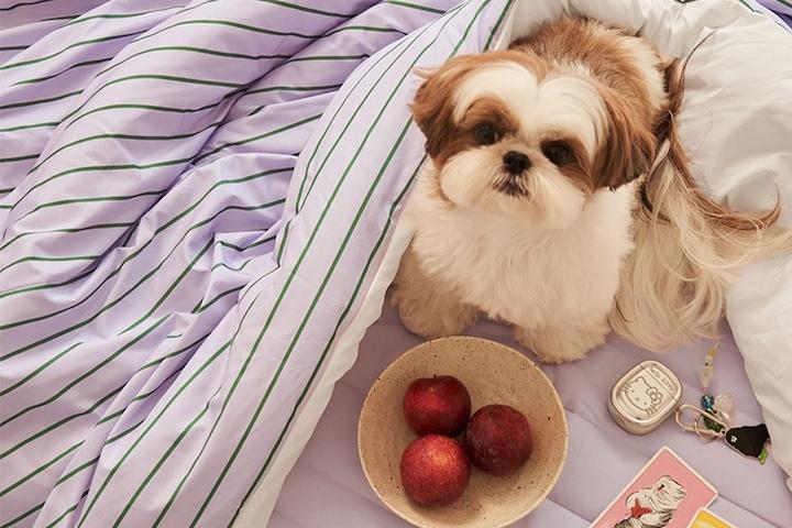 반려동물과 함께 쓰는 나란히 스트라이프 알러지케어 차렵이불세트 SS/Q