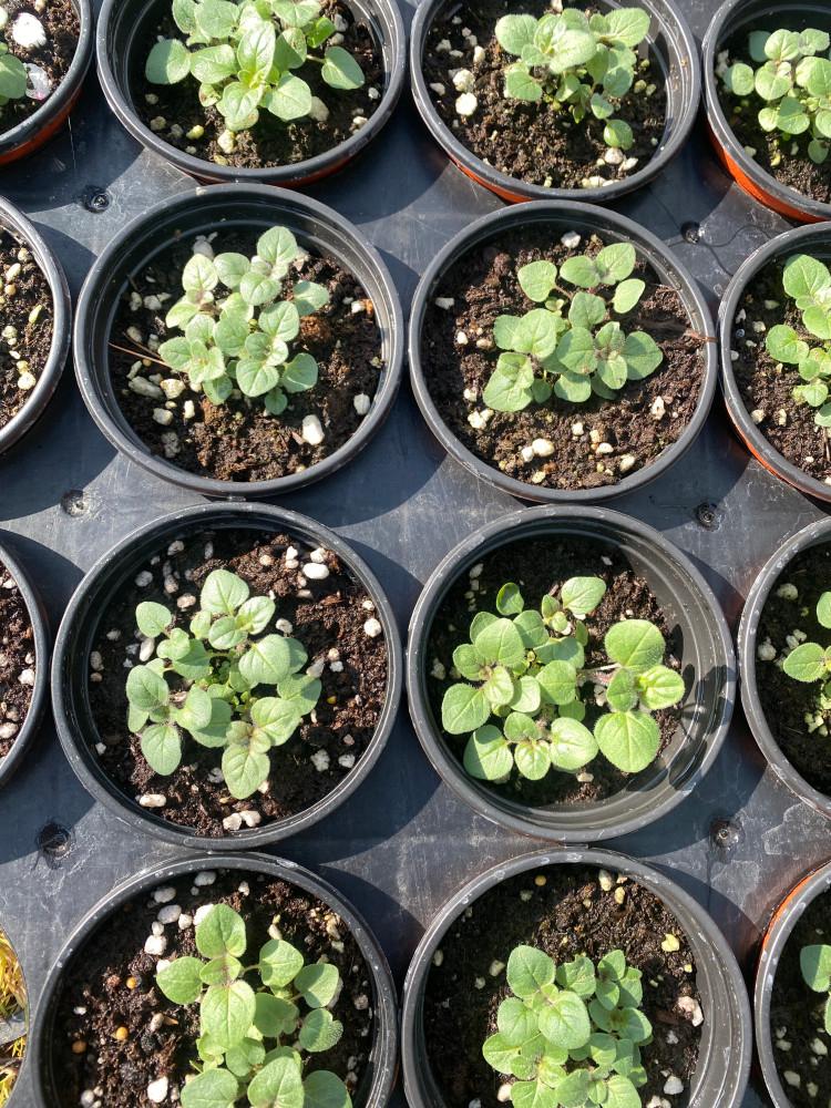 [원평허브농원] 오레가노 모종, 오레가노 - 10cm 화분