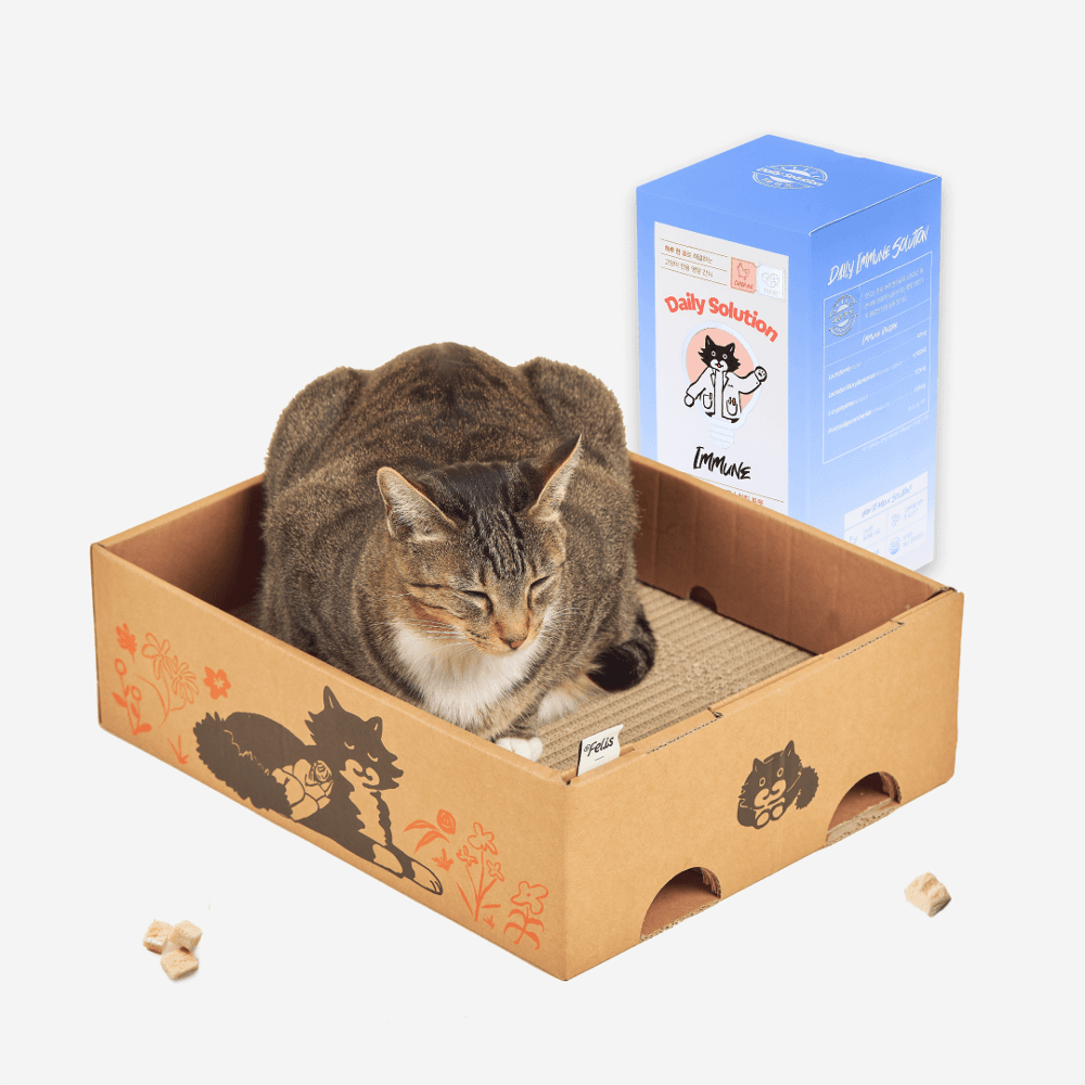 [먹이퍼즐세트] 애착박스+데일리 솔루션 트릿