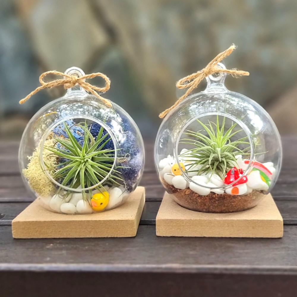 이오난사 테라리움 만들기 키트 DIY 모스 틸란드시아 색모래 초등 어르신 원예활동