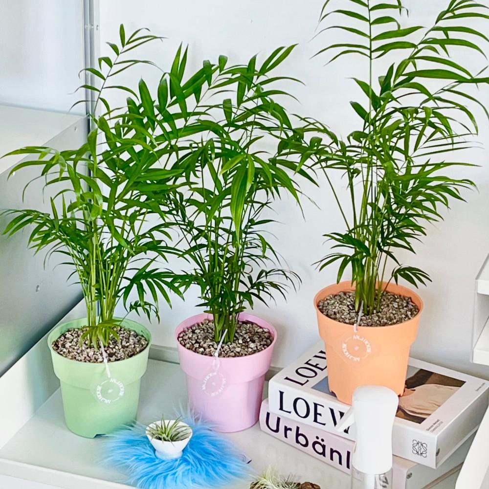 [컬러팟] 테이블야자 중형 - 반음지식물 공기정화식물 화분선물