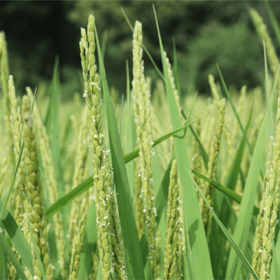 100년만에 되살린 무농약 토종쌀 2kg