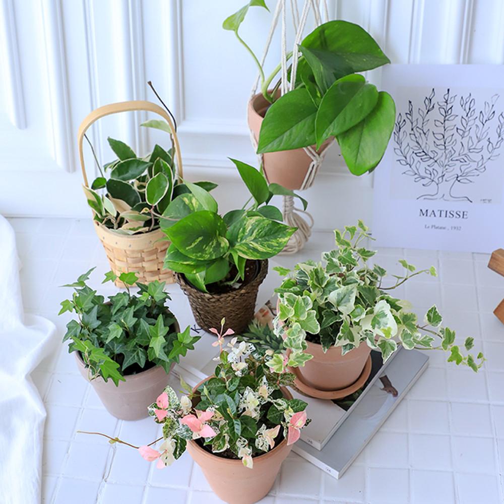 행잉플랜트 공기정화식물 아이비 스킨답서스 스파트필름 호야 오색마삭줄 마크라메 화분 키우기