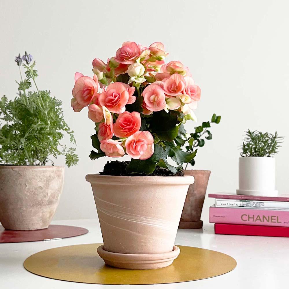 꽃다발같은 생화 화분 꽃 베고니아 장미베고니아