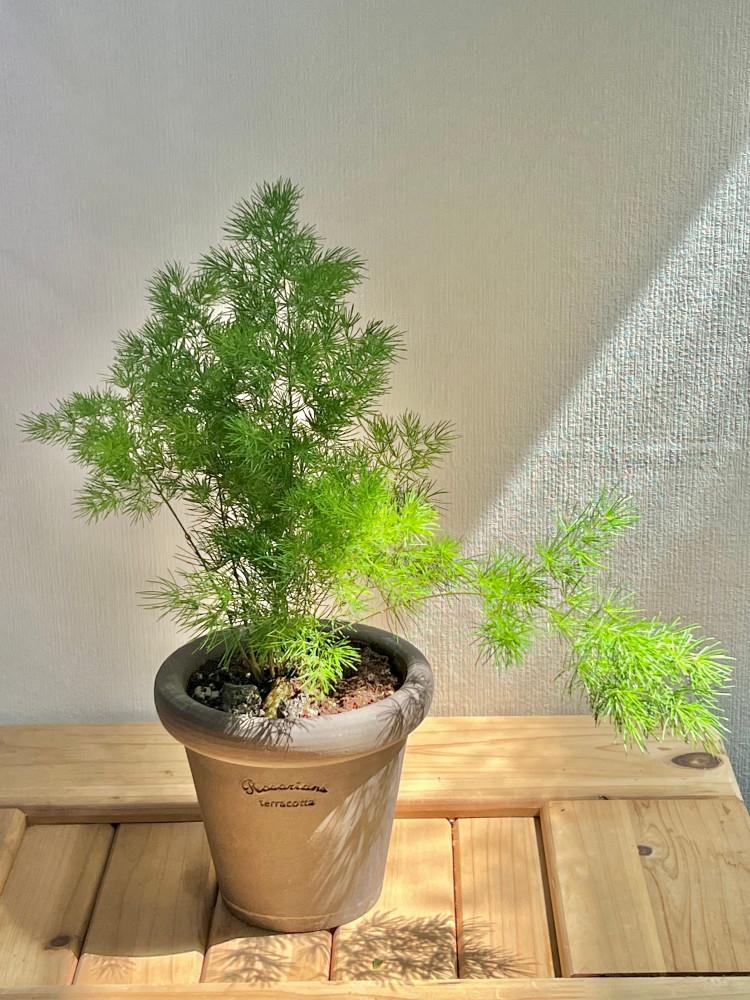 아스파라거스 미리오클라두스 화분 SET 초보자입문식물 키우기 쉬운 공기정화식물 인테리어