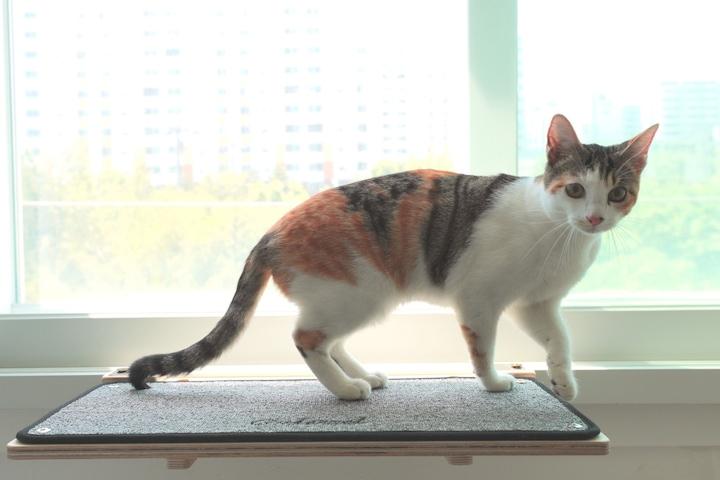 고양이 해먹 캣타워 창문 창틀 선반 캣스텝 캣워커 냥만뷰