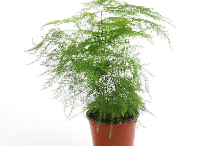 아스파라거스 나누스 고사리 감성 실내 공기정화 반려식물 음지 키우기