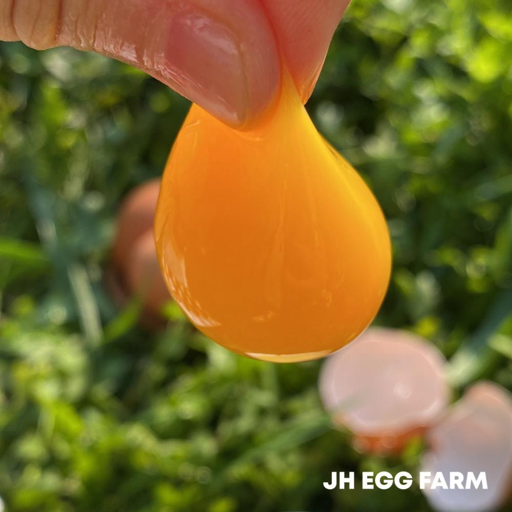 정훈농장 HACCP인증 오늘낳은 계란 특란, 구운란, 반숙란 30구/60구/90구