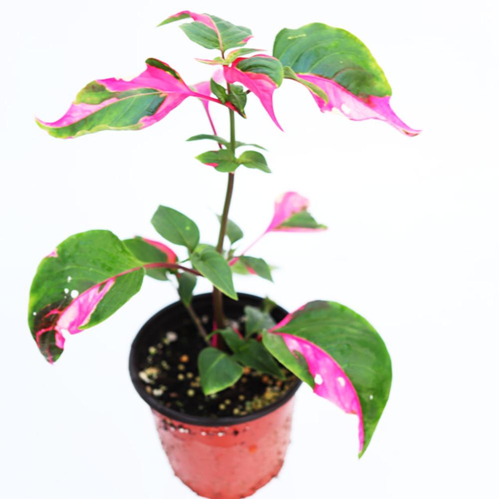 룬데리 파티타임 핑크무늬 공기정화식물 키우기쉬운 식물