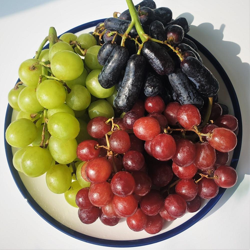 애플청포도 블랙사파이어 가지포도 크림슨포도 캔디하트 캔디스냅 적포도 어텀 오톰크리스피