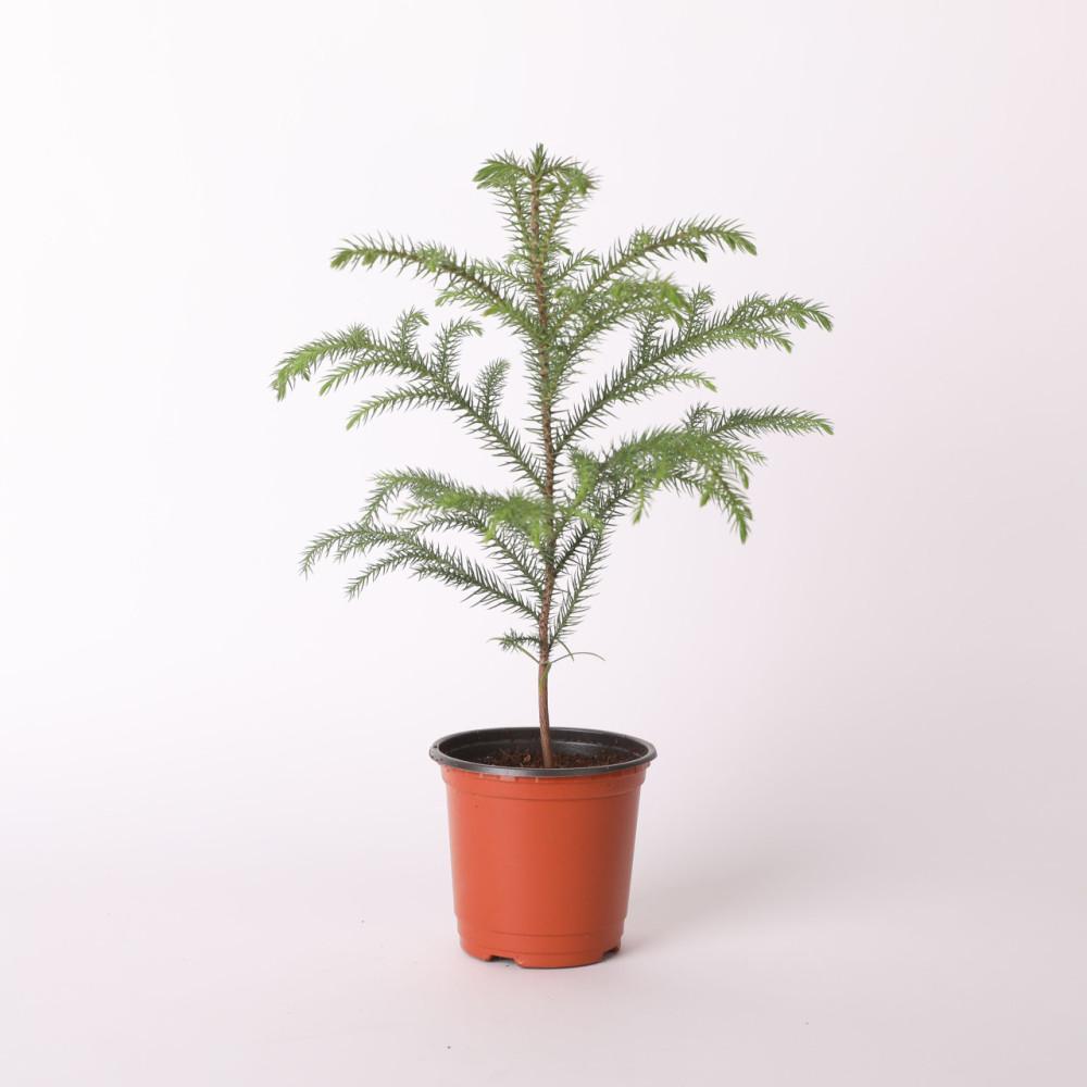 아라우카리아 소형 포트 실내공기정화식물 크리스마스트리