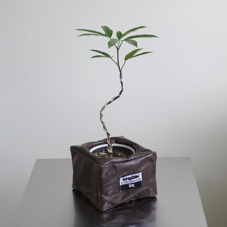 황칠 컬링 (Dendropanax trifidus)