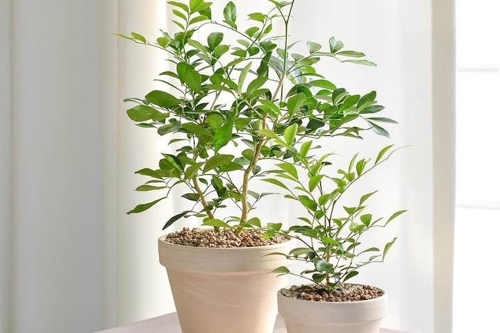 은은한 꽃 향기 오렌지자스민 + 독일토분 인테리어식물