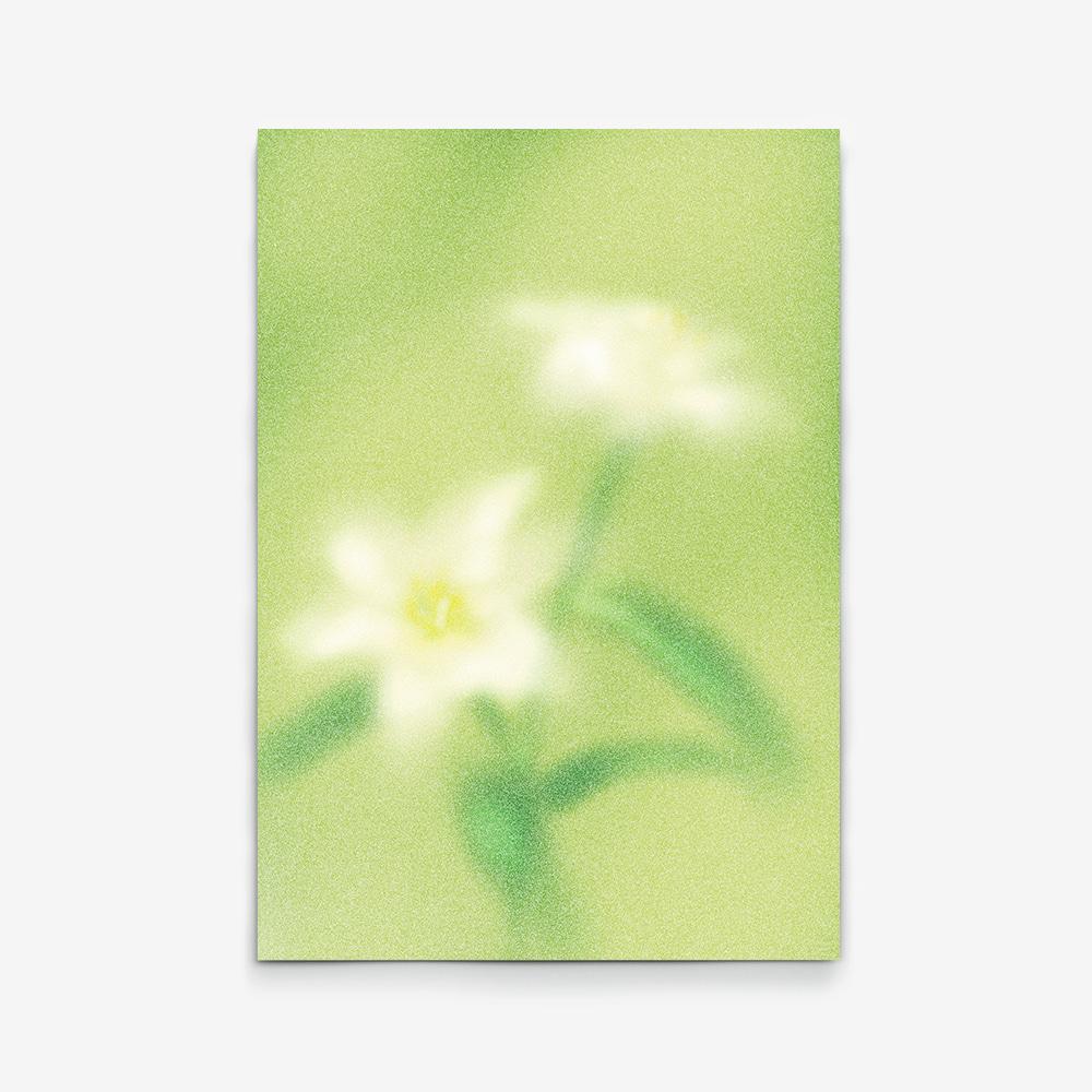 Lily