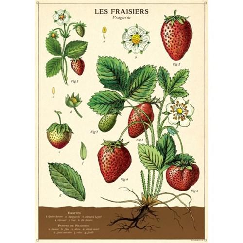 카발리니 포스터-Strawberries