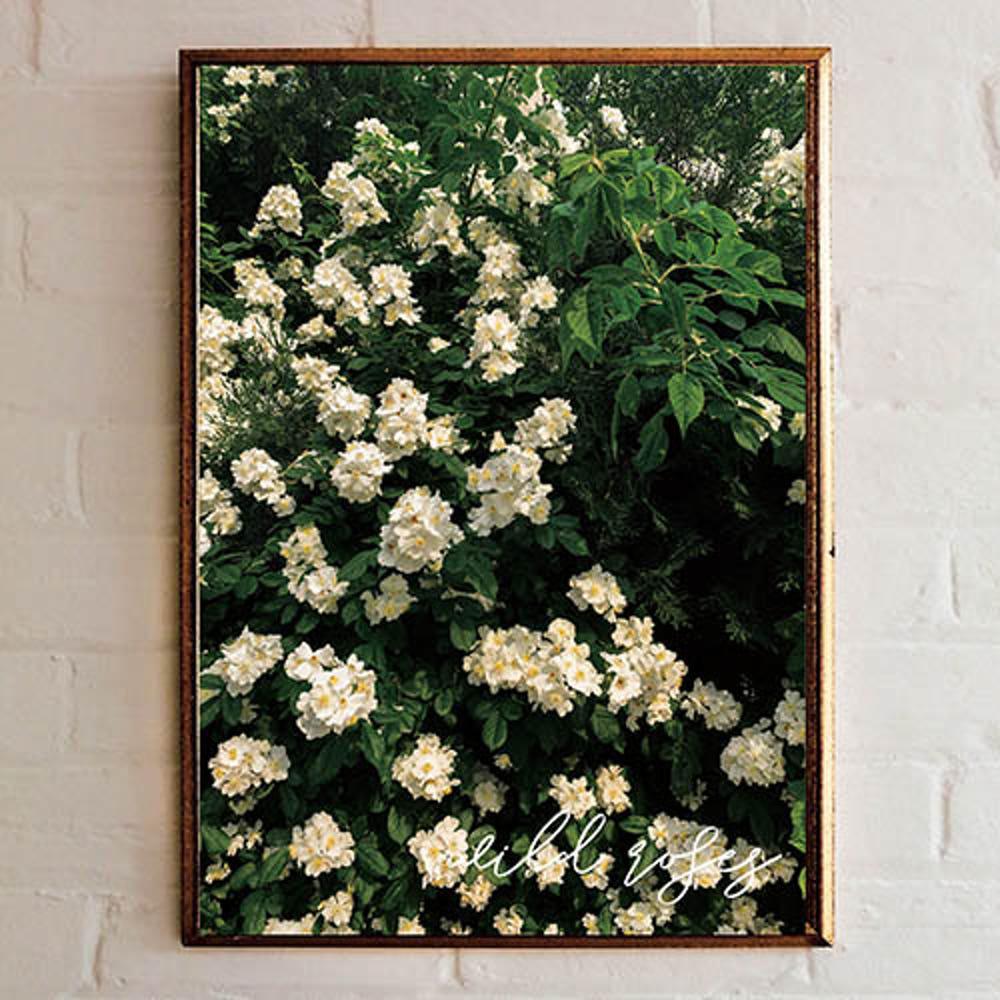 꽃 그림 액자 꽃 사진 포스터 인테리어 카페개업선물 찔레꽃 A2