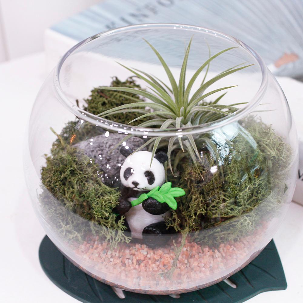 DIY 테라리움 세트 팬더 바오 숲 이끼 개업 생일 승진 취업 졸업 이사 결혼 퇴사