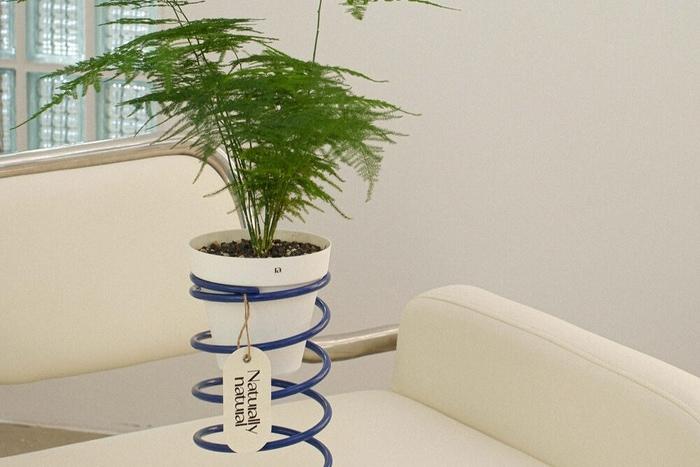 [10%쿠폰]스프링화분 커스텀 식물 오브제 Spring spring Small _NAVY