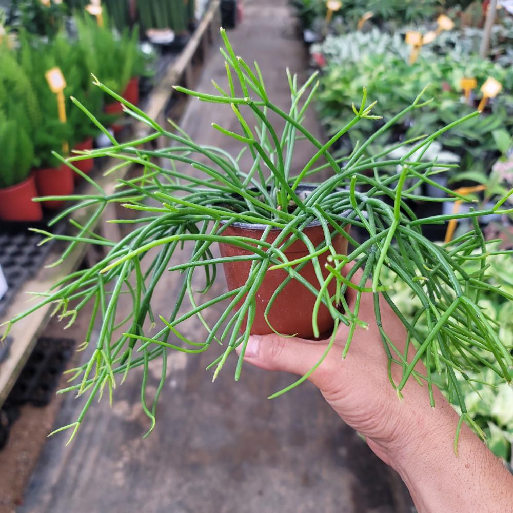 립살리스 레인 특급