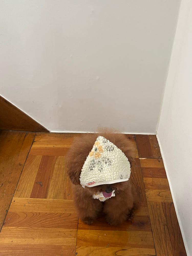 Nordic flower headscarf  노르딕 플라워 강아지 커플 반다나 두건