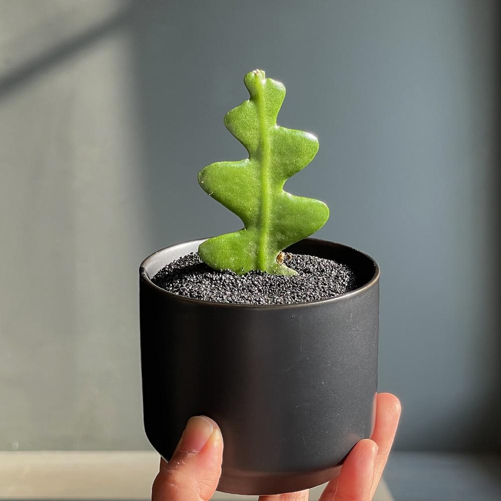 풀집 미니 생선뼈선인장 올블랙 무광팟 피시본