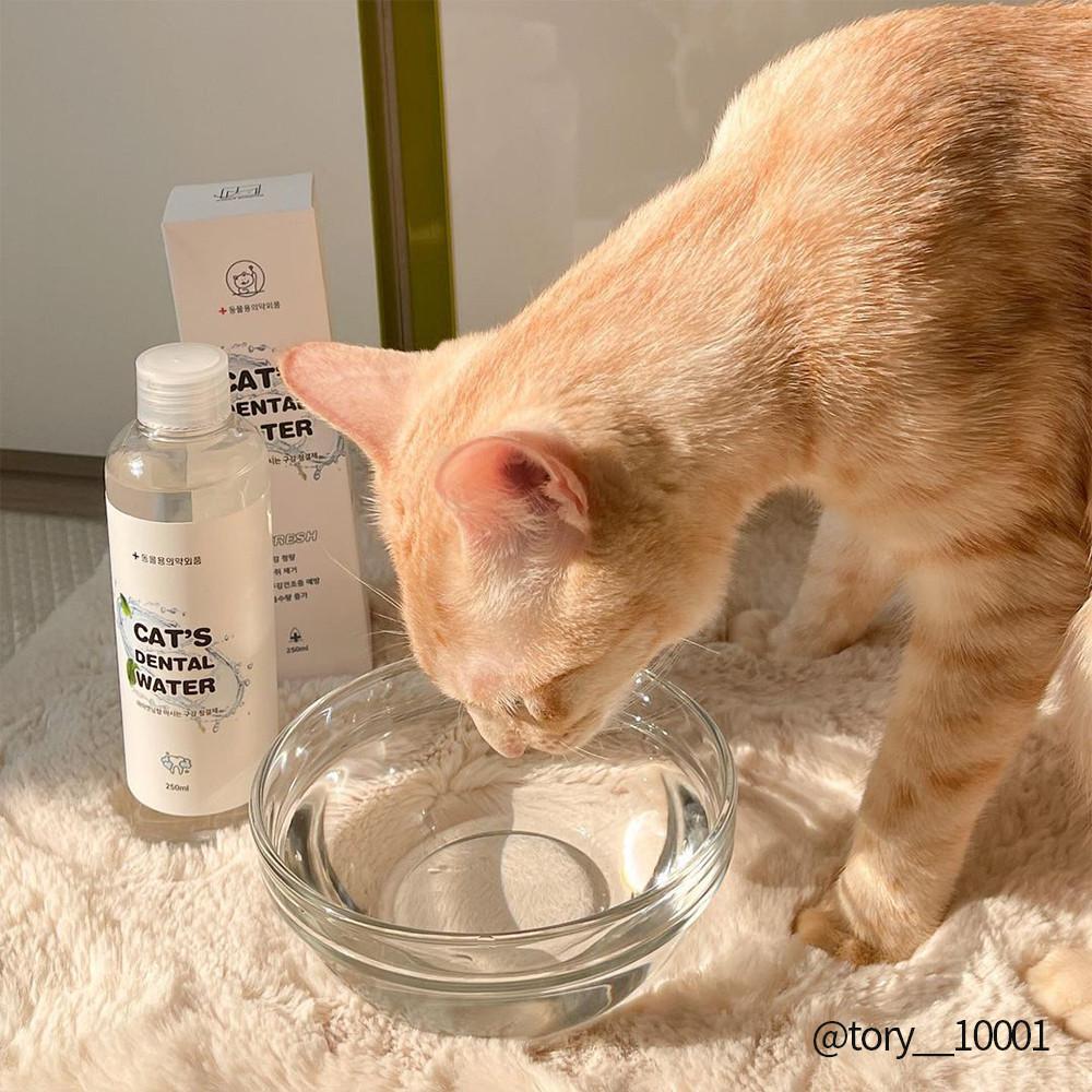 정글몬스터 캣 덴탈워터 음수량 증가 마시는 고양이 치약 캣닢 마따따비 250mL
