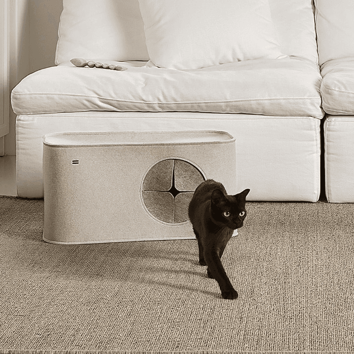 Miaut [미아우트]