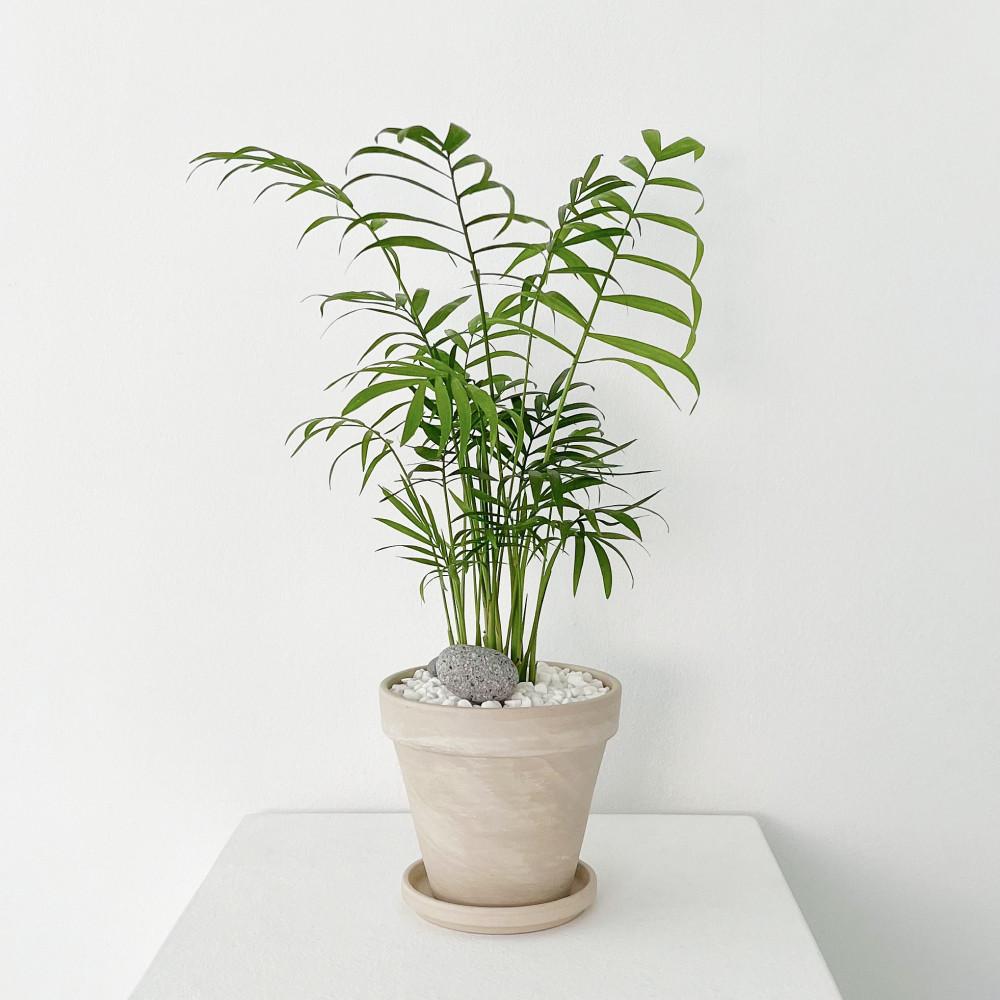 테이블야자 집에서 키우기 쉬운 실내 공기정화 식물 화분 키우기