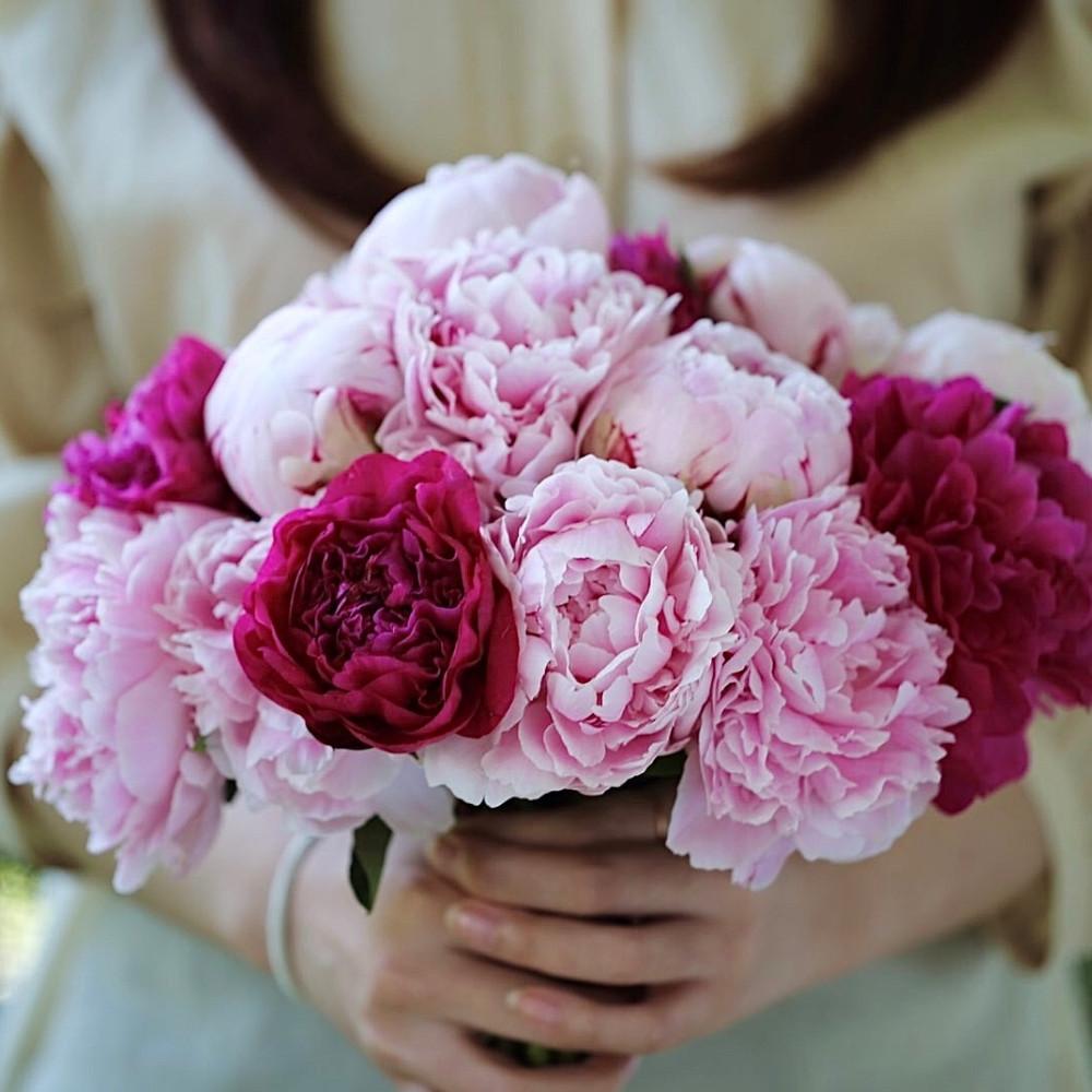 강진작약 생화 1단(5송이) 랜덤컬러 농장직송