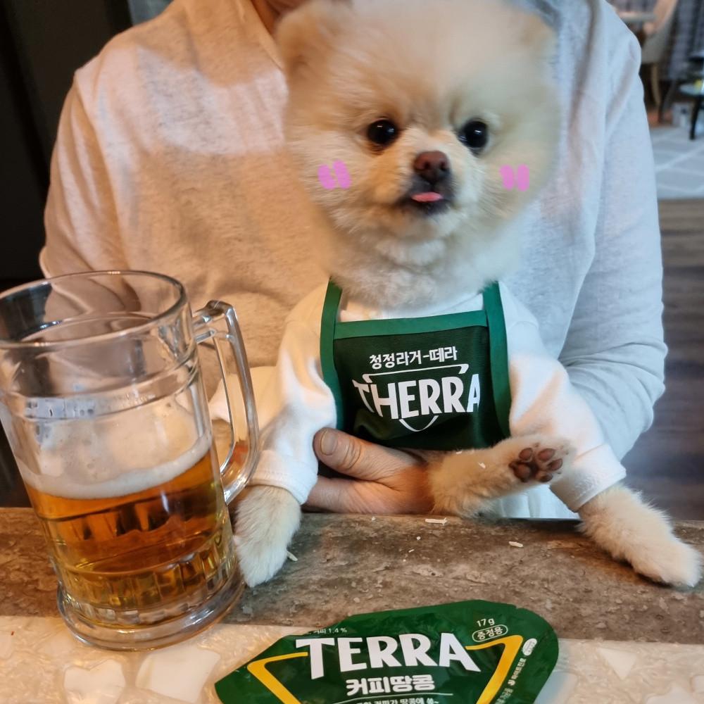 강아지코스튬 멍맥주 떼라 앞치마 강아지옷 코스프레옷 할로윈 뭉미샵