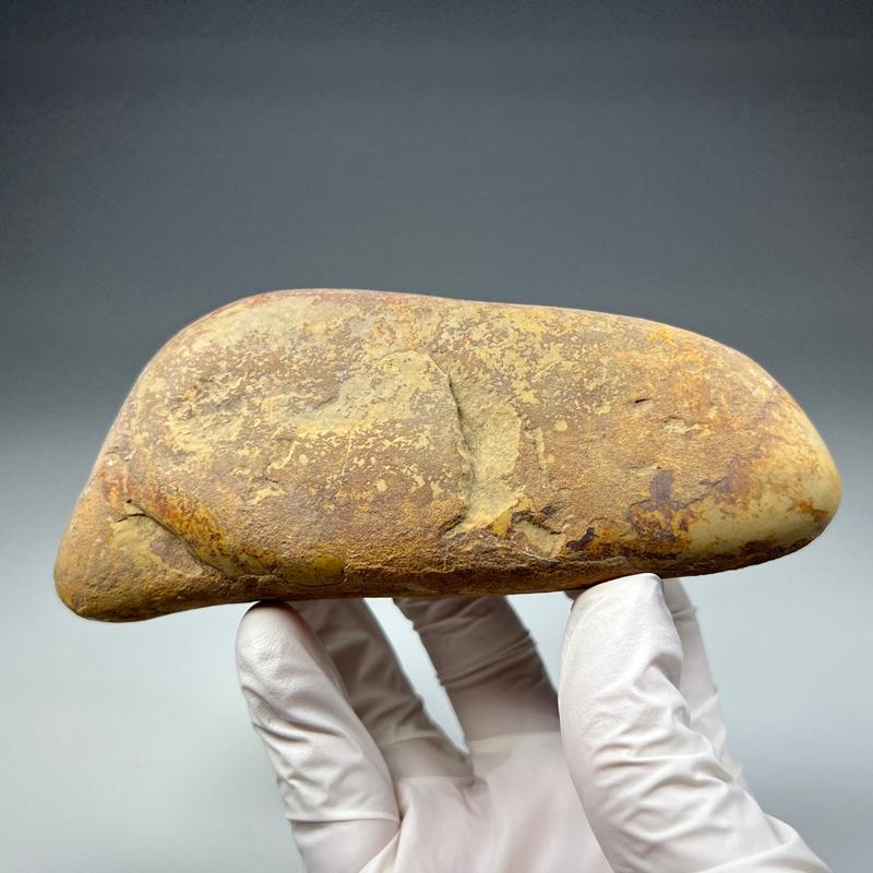 공룡위석-엘라스모사우루스(Gastrolith)