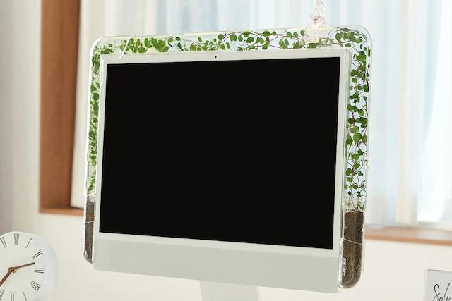 모니터 타고 자라는 키우기 쉬운 넝쿨식물